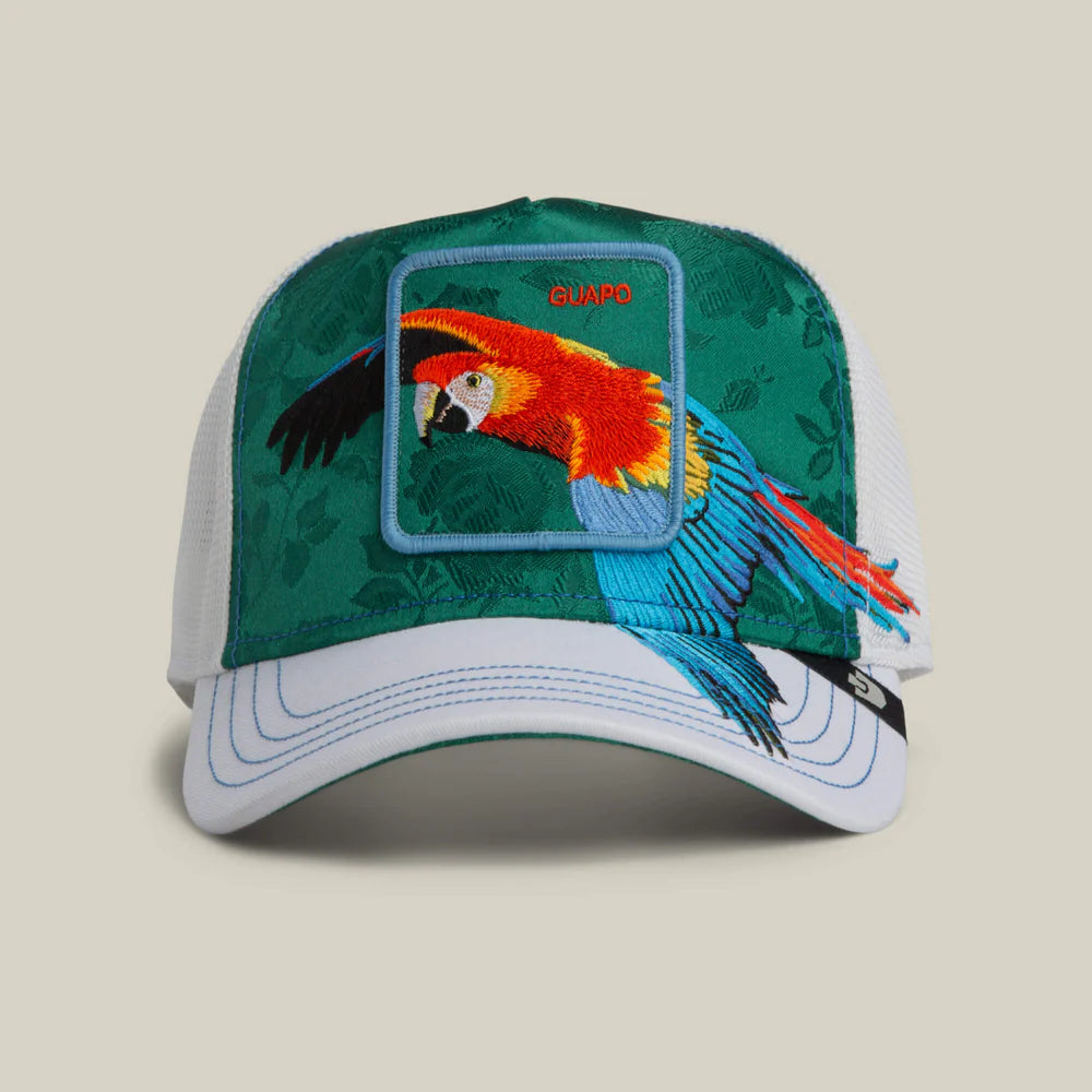 Honduras Macaw